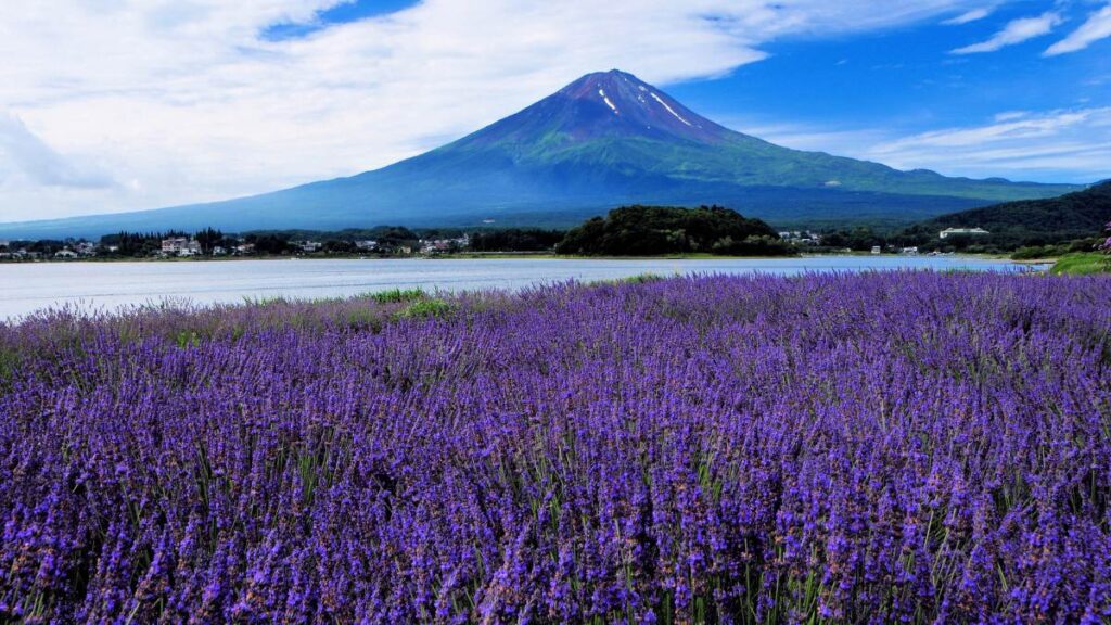 Tuyệt sắc vẻ đẹp mùa hè núi Phú Sĩ Nhật Bản
