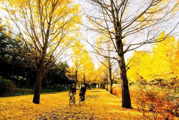 Nhật Bản mùa thu