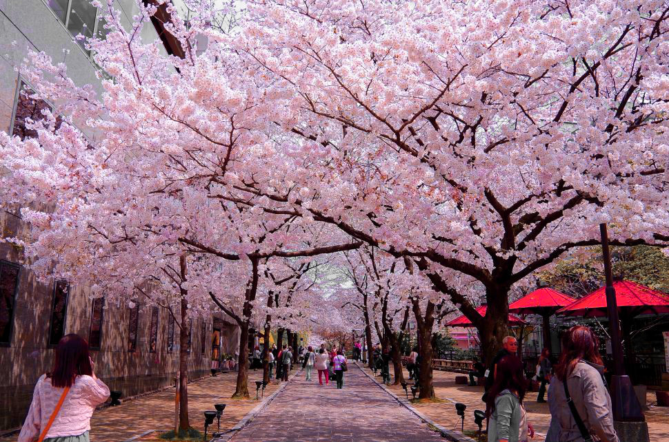 Địa điểm ngắm hoa anh đào ở Nhật Bản